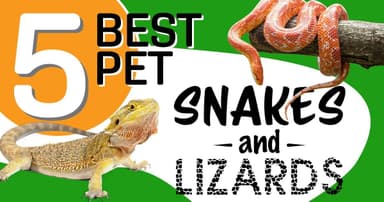 Exotic Reptiles: 5 Best Pet Lizards Snakes of 2024