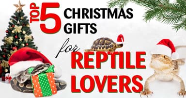 2025 Top 5 Christmas Gifts for Reptile Lovers