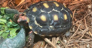 5 Best Pet Tortoise Types 2025