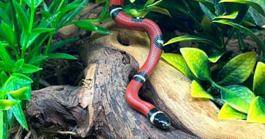 Milk Snake Care: A Comprehensive Care Guide