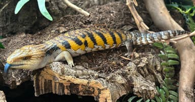 Cool Reptile Pets For Every Home In 2025