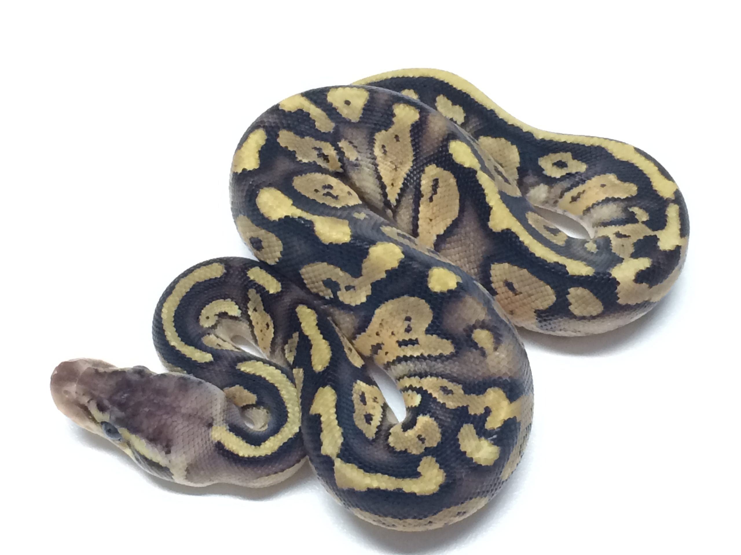 Baby Amber Ball Python