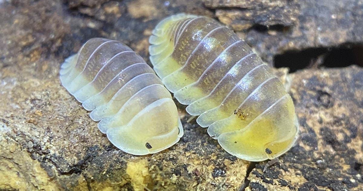 Where to buy isopods?