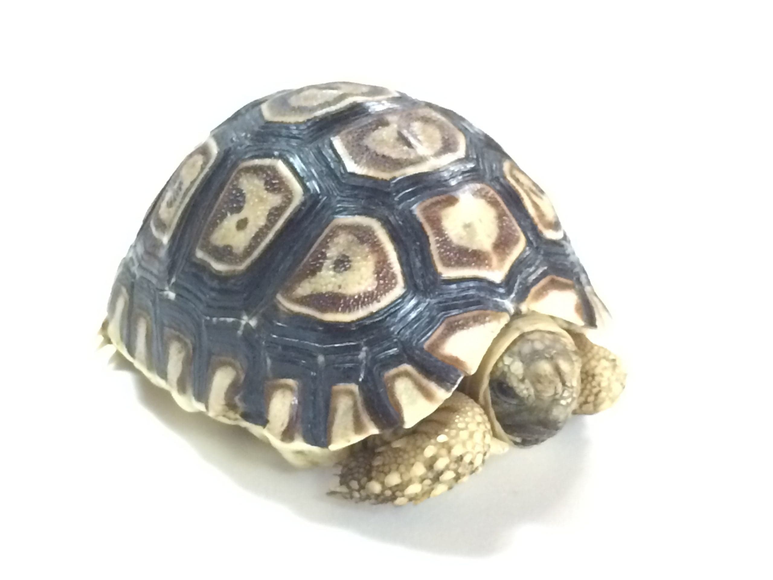 Leopard Tortoise For Sale