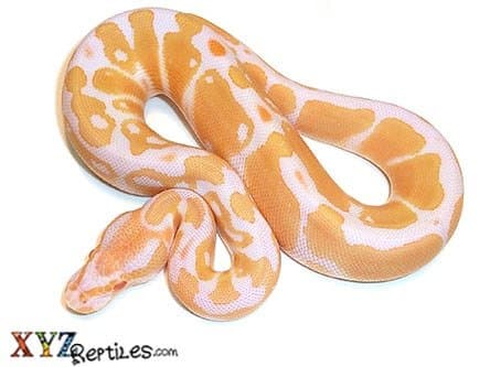 Baby Albino Ball Python