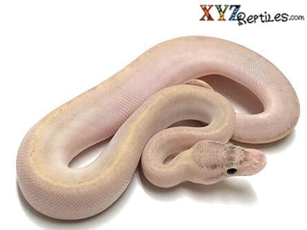 Baby Ivory Ball Python