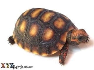 Red Footed Tortoise For Sale