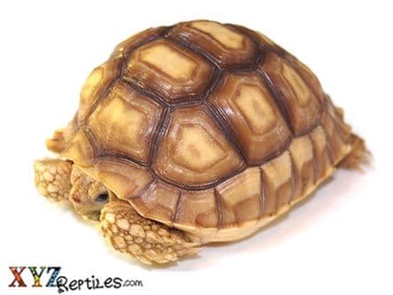 Sulcata Tortoise For Sale