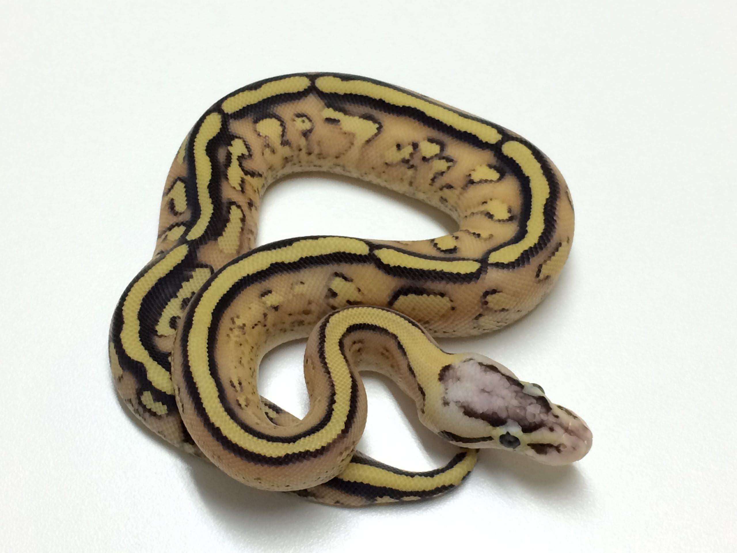 Baby Pastel Superstripe Ball Python