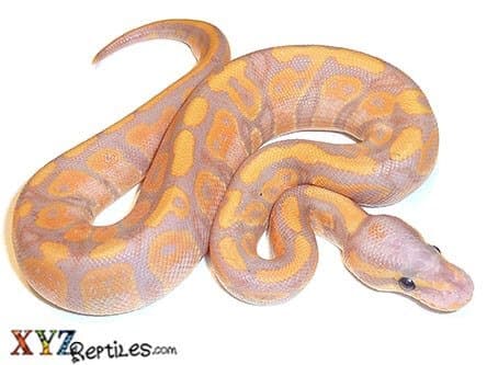 Baby Banana Ball Python
