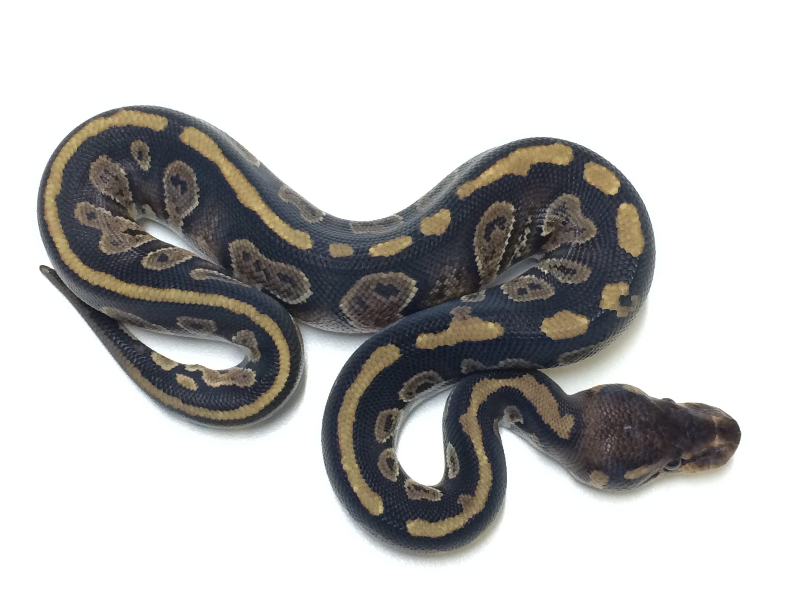 Baby Mahogany Ball Python