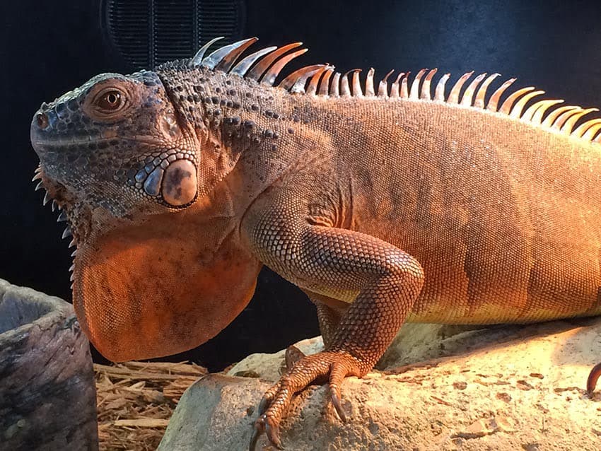 Back to Basics with the Common Green Iguana Reptile Pet