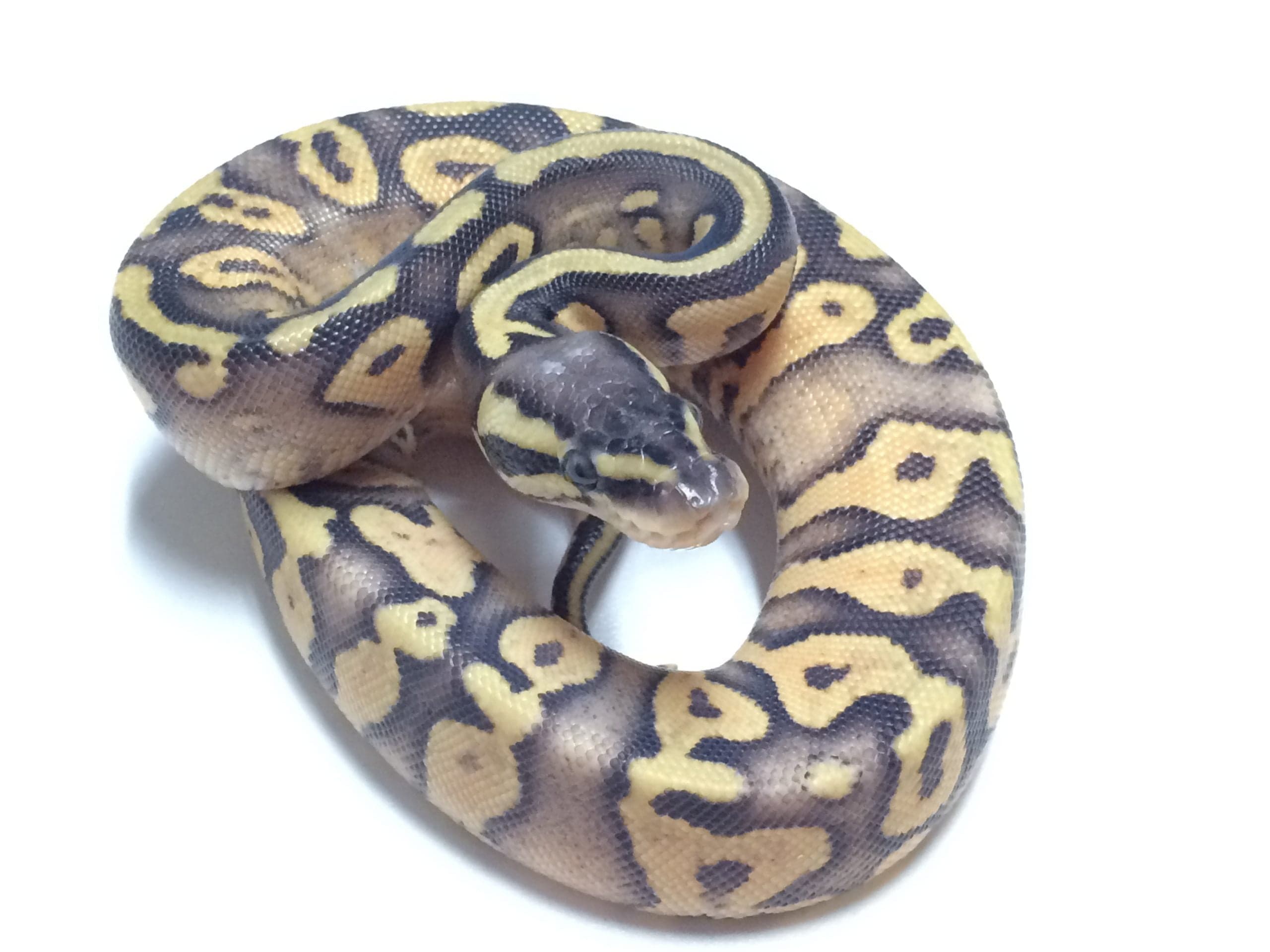 Baby Super Pastel Yellowbelly Ball Python