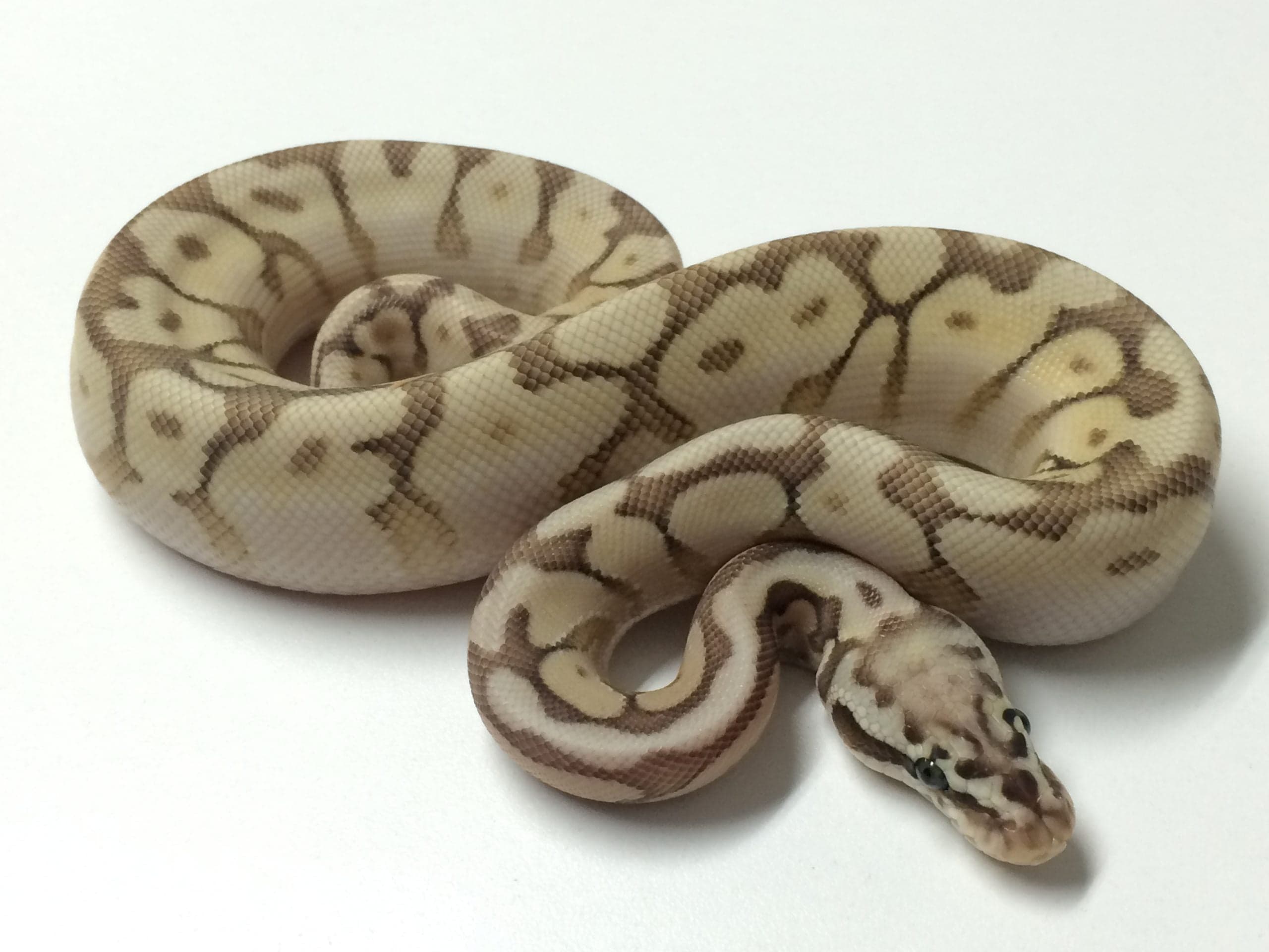 Baby Queenbee Ball Python