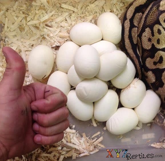 Ball Python Breeding and Egg Incubation Substrates