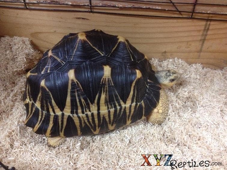 What is the fascination with the beautiful Indian star tortoise?