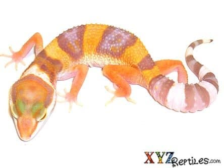 Albino Leopard Gecko