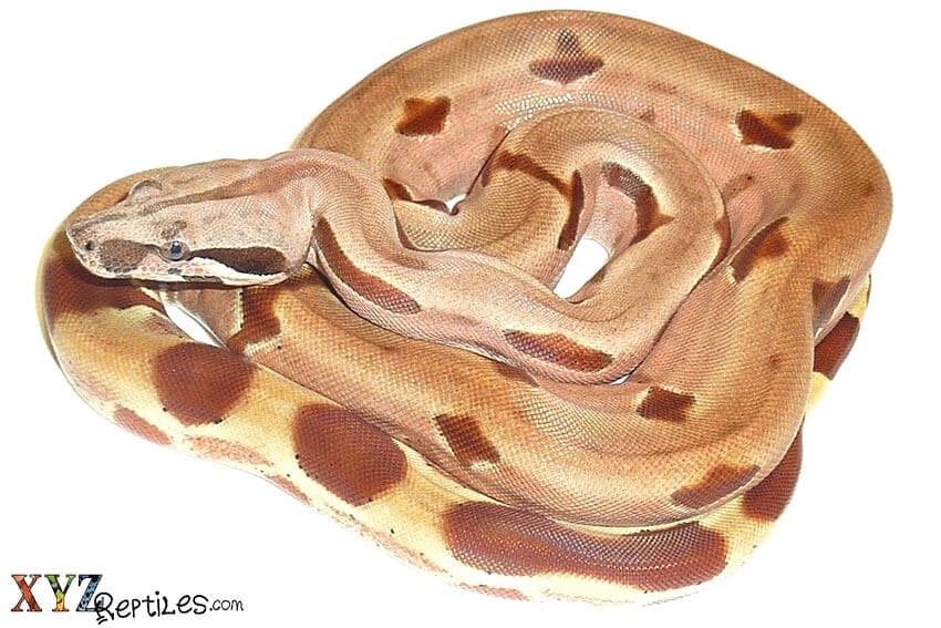 The Various Types of Beautiful Pet Boas Available Today