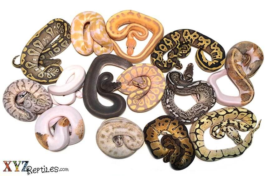 My Ball Python Won’t Eat by XYZReptiles