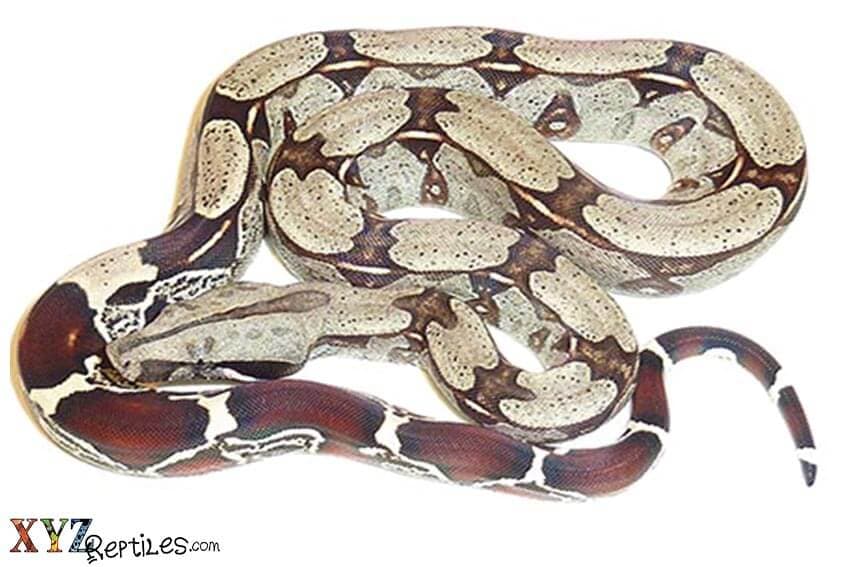 Suriname & Other True Red Tail Boas As Pets