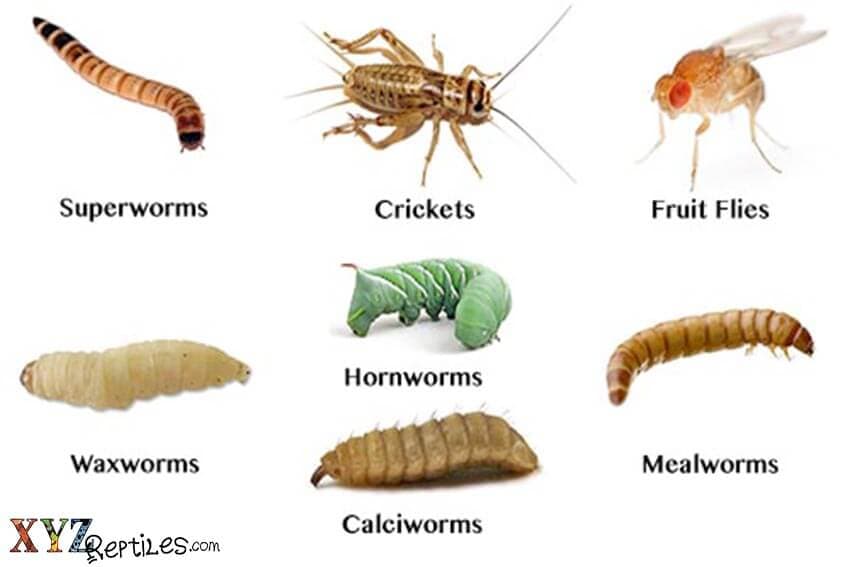 The Search For Quality Live Insects For Sale Online
