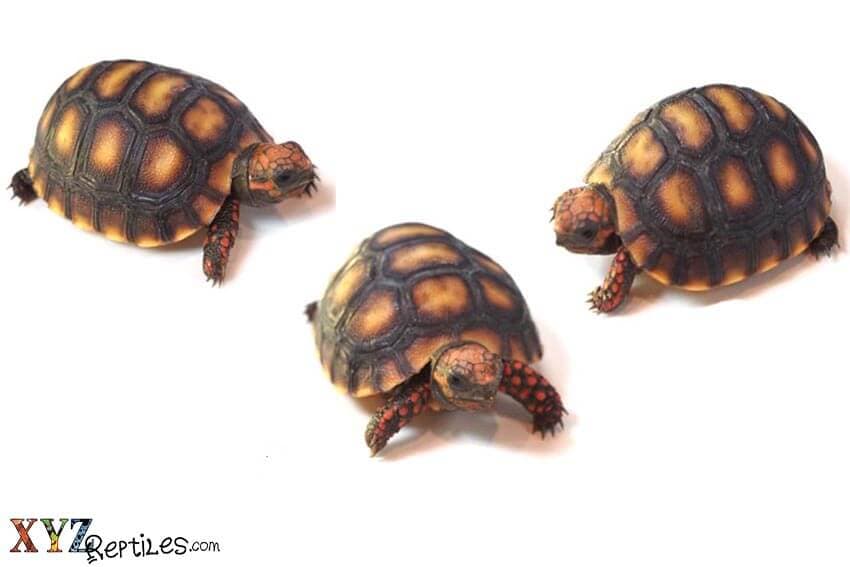 The common red foot tortoise and its growing list of morphs