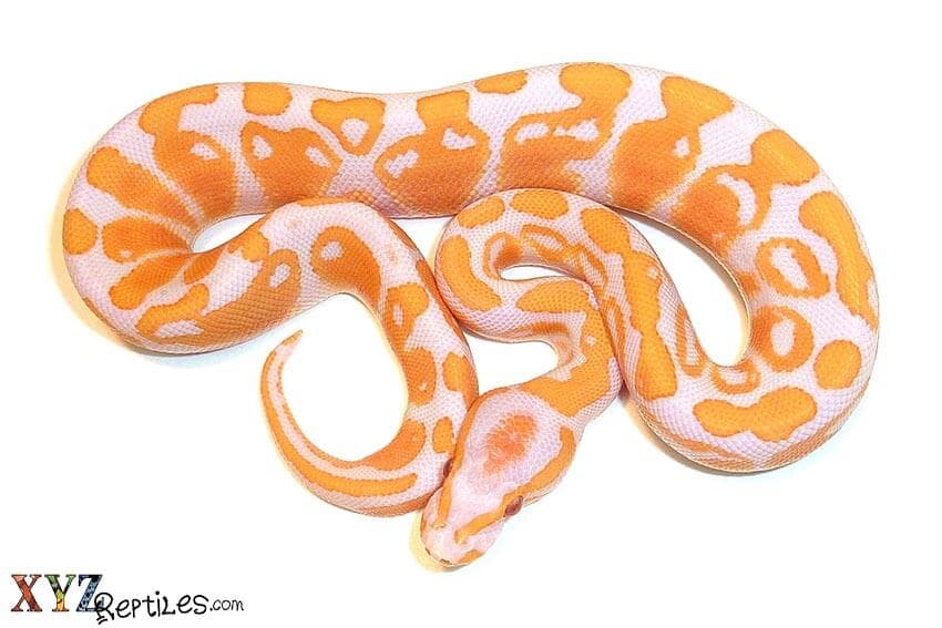 The Albino Ball Python Morph History And Its Combinations