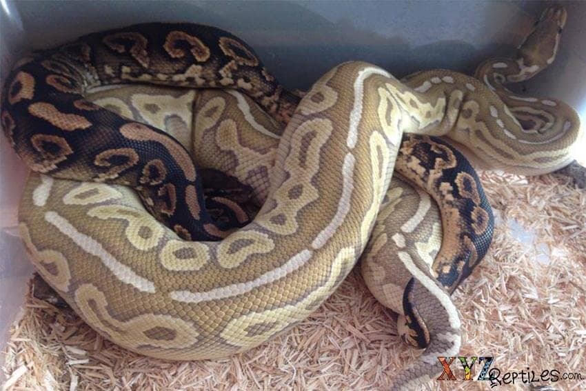 How To Breed Ball Pythons A Guide To Successful Breeding