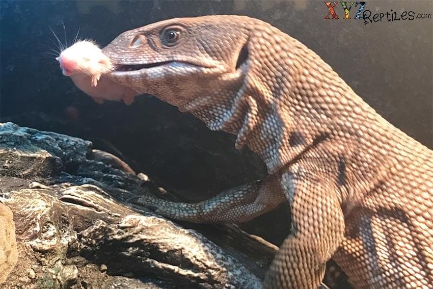 What are the best foods for your pet lizards