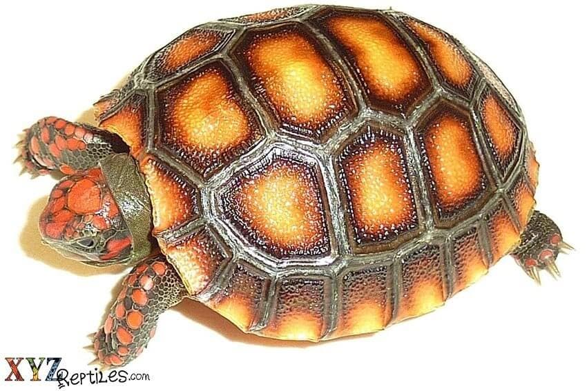 The Red Footed Tortoise As A Pet