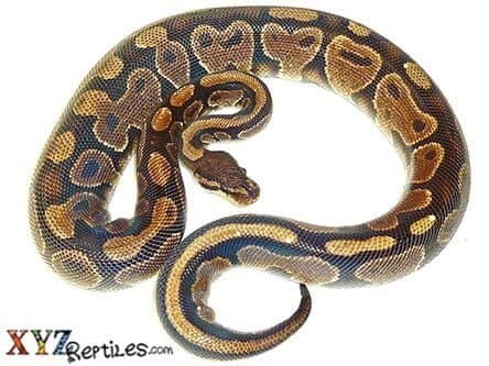 Adult Female Ball Python