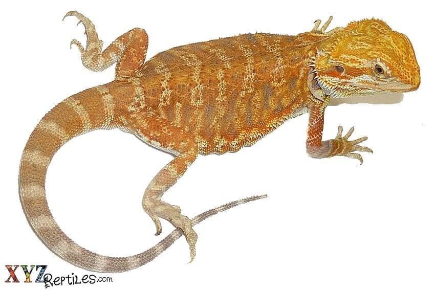Understanding the Needs of Your Bearded Dragon