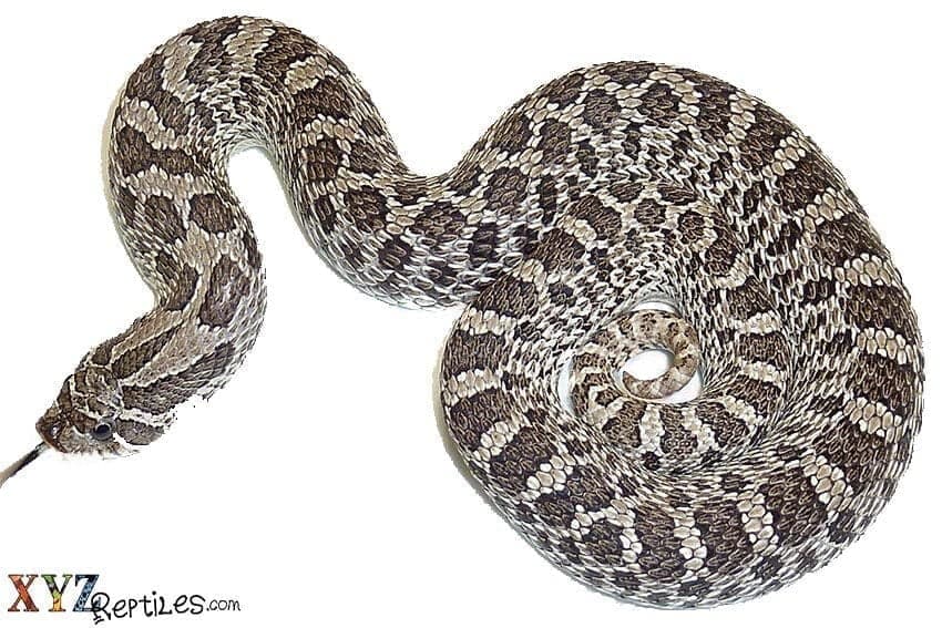 Everything You Need to Know About Hognose Snake Care