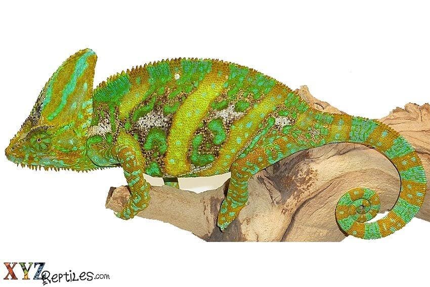 3 Essentials For Any Reptile’s Habitat by xyzReptiles