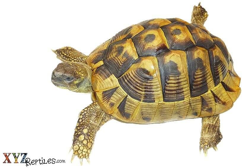 4 Facts To Know Before Purchasing A Tortoise For Sale