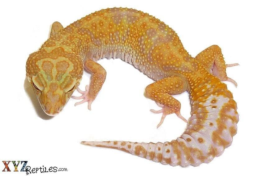 Purchasing Lizards For Sale Online vs In-Store