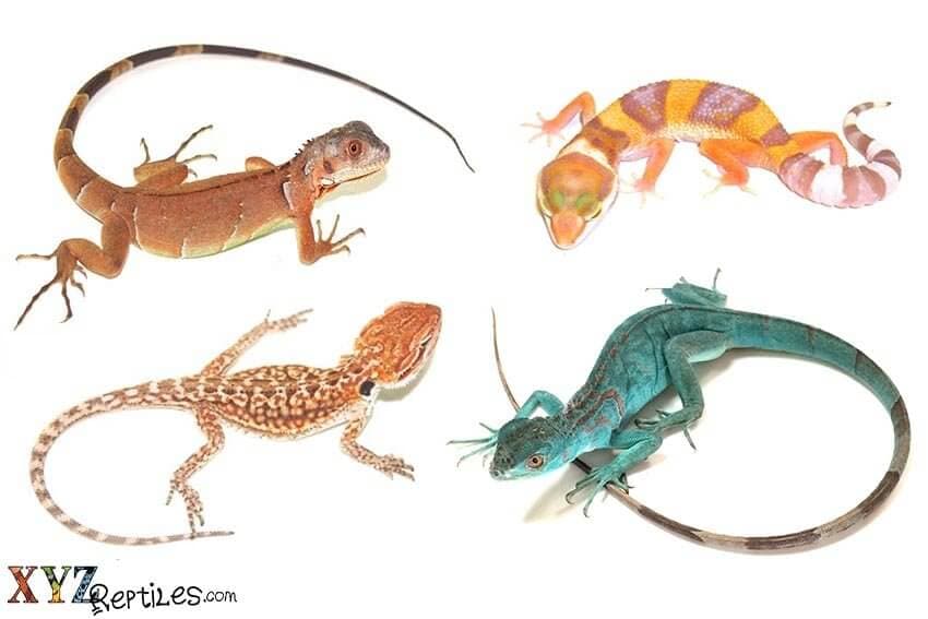 How To Successfully Feed Exotic Lizards