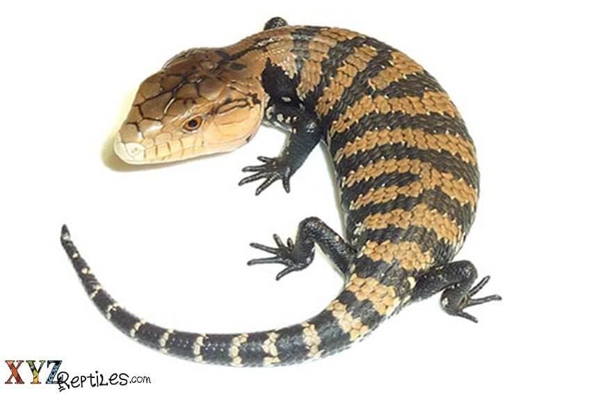Your Guide To Purchasing Our Reptiles For Sale