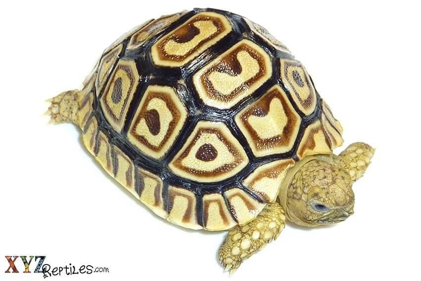 How To Tell If A Tortoise Is Healthy