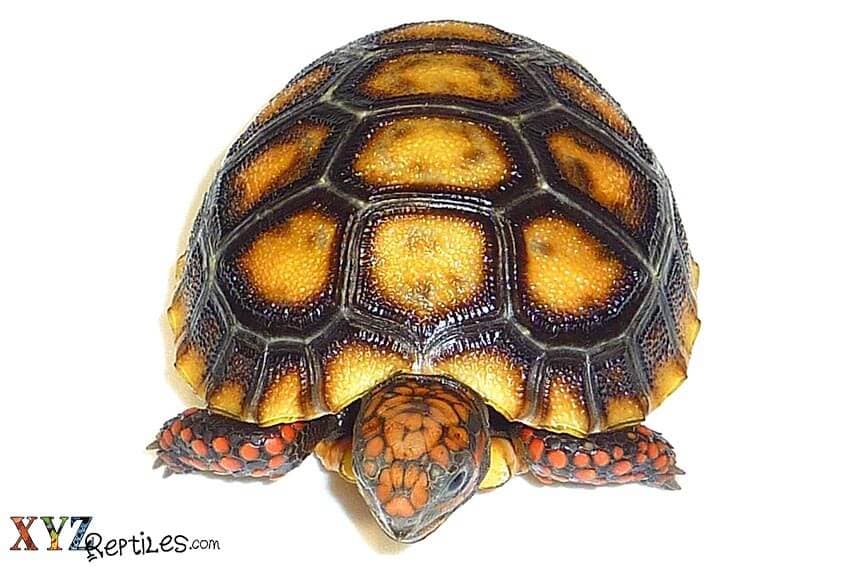 What Do Tortoises For Sale Eat?