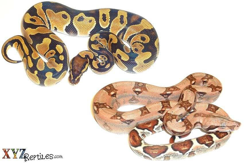 Differences Between Ball Pythons And Boas