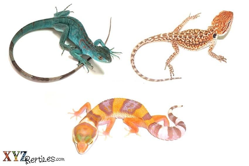 The Best Lizards For Sale For Kids