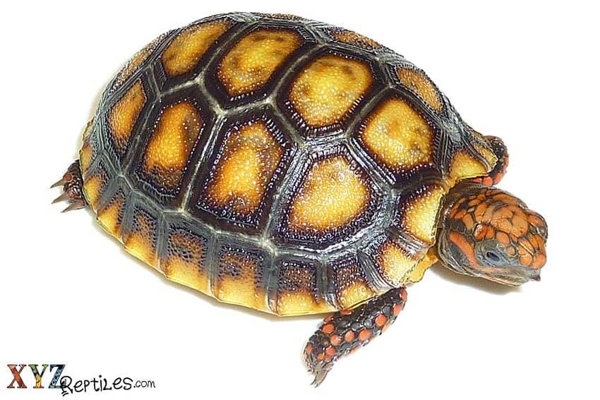 How To Properly Care For Tortoises For Sale