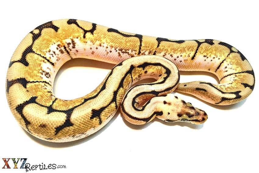 What’s The Lifespan Of Ball Pythons For Sale?