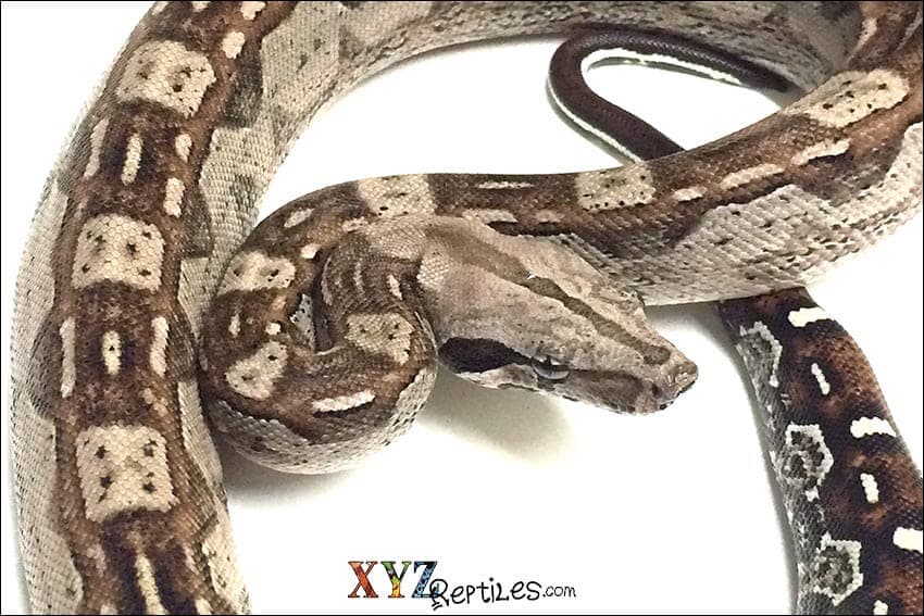 How To House Boas For Sale