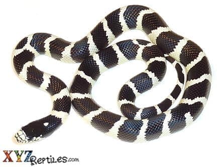 Banded Black And White California Kingsnake
