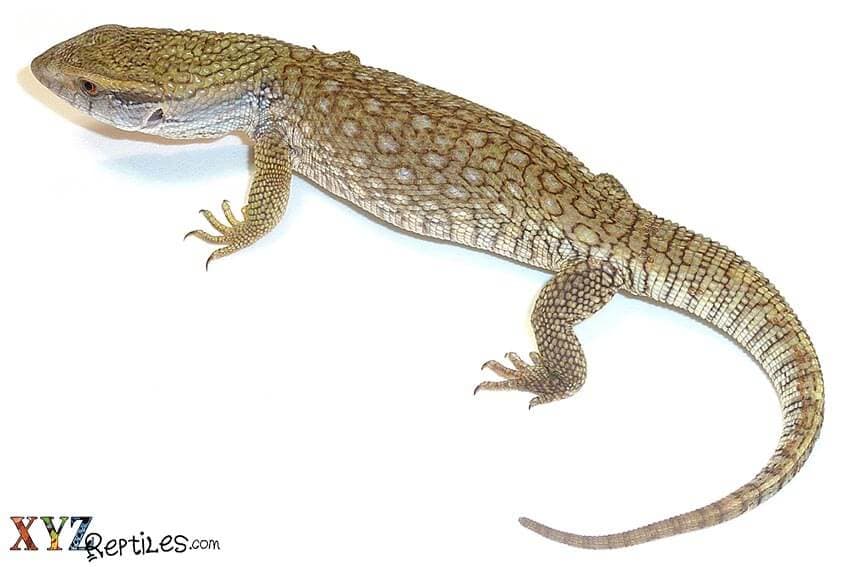 What Are Some Of The Best Large Lizards For Sale?
