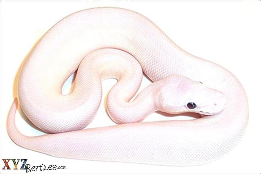 Some Pleasures Of Owning Snakes For Sale Online As Pets