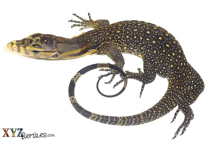 Are Monitor Lizards For Sale Venomous?