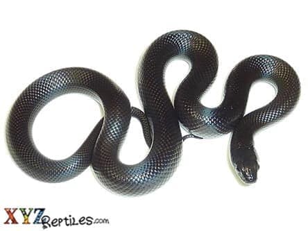 Mexican Black Kingsnake For Sale